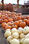 Citrouilles Springside fermes Burlington, Ontario, Canada