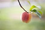 Peach Tree