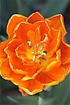 Orange Tulip