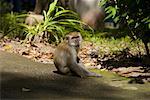 Portrait de macaques à longue queue, île de Langkawi, Malaisie