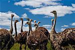 Flock of Ostrich on Ostrich Farm Ontario, Canada