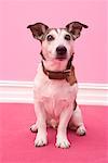 Portrait of Jack Russell Terrier
