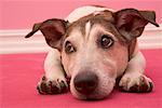 Jack Russell Terrier Lying Down