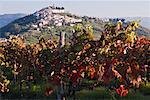 Vignoble à Motovun, Istria, Croatie