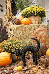 Autumn Display with Decorative Black Cat