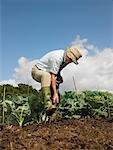 Man Working in Garden