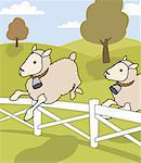 Sheep jumping over fence