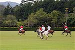 Five polo players playing polo