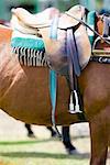 Close-up of a saddle on a horse