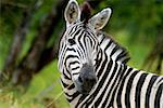 Close-up of a Plains zebra (Equus burchellii) in a forest, Kruger National Park, Mpumalanga Province, South Africa