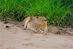 Lionne (Panthera leo), dormant dans la rivière asséché, Motswari Game Reserve, Afrique du Sud