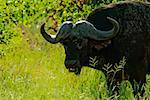 African Buffalo (Syncerus caffer) in a forest, Motswari Game Reserve, South Africa