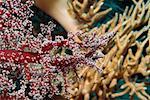 Close-up of Red Soft Coral underwater, Milne Bay, Papua New Guinea