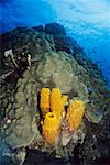 High Angle View of Branching Rohr Schwamm (Pseudoceratina Crassa) Unterwasser, Cayman-Inseln