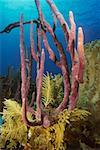 Close-up of Row Pore Rope Sponge (Aplysina Cauliformis) underwater Cayman Islands, West Indies