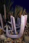 Close-up of a Stovepipe Sponge (Aplysina Archeri) underwater, Bonaire, Netherlands Antilles