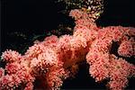 Close-up of Red Soft Coral underwater, Palau