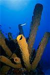 Gros plan de branchement Tube éponge (Pseudoceratina crassa) sous l'eau, Turks et Caïques, West Indies