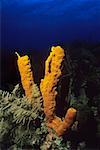 Close-up of Yellow Tube Sponge (Aplysina Fistularis) underwater, Cayman Islands, West Indies