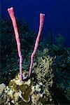 Nahaufnahme von Zeile Pore Seil Schwamm (Aplysina Cauliformis) Unterwasser-Cayman-Inseln, West Indies