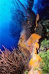 Corals underwater, Grooved-blade sea whip (Pterogorgia guadalupensis), Deep Water Gorgonian (Iciligorgia Schrammi),