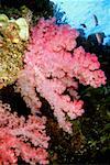 Gros plan de rose corail mou sous l'eau, Fidji