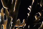 Close-up of a Branching Fire Coral (Millepora Alcicornis) underwater, Cayman Islands