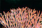 Close-up of a Gorgonian Sea Fan (Subergorgia mollis) underwater, Fiji