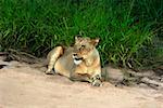Lionne (Panthera leo) assis dans une forêt, Motswari Game Reserve, Timbavati Private Game Reserve, Parc National de Kruger, Limpopo,