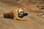 Tigress (Panthera tigris) lying on the dirt road and rubbing her eyes, Ranthambore National Park, Rajasthan, India