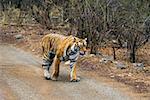 Tigerin (Panthera Tigris) zu Fuß auf den Feldweg, Ranthambore Nationalpark, Rajasthan, Indien