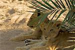 Drei Löwen (Panthera Leo) Jungtiere sitzen in einem Wald, Motswari Game Reserve, Timbavati Private Game Reserve, Kruger National