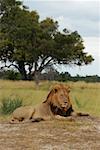 Löwe (Panthera Leo) sitzt in einem Wald, Okavango Delta, Botswana
