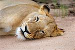 Lionne (Panthera leo) au repos dans une forêt, Motswari Game Reserve, Timbavati Private Game Reserve, Parc National de Kruger, Limpopo,