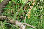 Close-up of a leopard (Panthera pardus) in a forest, Motswari Game Reserve, Timbavati Private Game Reserve, Kruger National