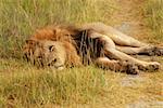 Lion (Panthera leo) se trouvant dans un chemin d'accès, Delta de l'Okavango, Botswana