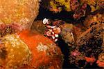 Many-Spotted Sweetlips (Plectorhincus chaetodotoides) swimming underwater, Papua New Guinea