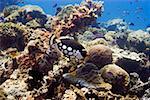 Clown triggerfish (Balistoides conspicillum) swimming underwater Papua New Guinea