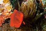 Spine Cheek anemone fish (Premnas biaculeatus) swimming underwater, Papua New Guinea