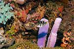 Valentinni's Sharpnose puffer (Canthigaster valentini) swimming underwater, Papua New Guinea