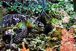 Tortue verte (Chelonia mydas) nageant sous l'eau, îles Caïmans