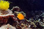 Herald's angelfish (Centropyge heraldi) swimming underwater, North Sulawesi, Sulawesi, Indonesia