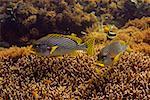 Two Diagonal-Banded sweetlips (Plectorhinchus lineatus) swimming underwater, North Sulawesi, Sulawesi, Indonesia