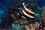 Pennant bannerfish (Heniochus chrysostomus) swimming underwater Papua New Guinea