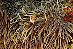 Pink Anemonefish (Amphiprion perideriaion) dans l'anémone de mer, Sulawesi du Nord, Sulawesi, Indonésie