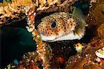 Spotted Burrfish swimming underwater, North Sulawesi, Sulawesi, Indonesia
