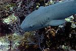 Nurse Shark (Ginglymostoma cirratum) swimming underwater, Cayman Islands