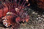 S lionfish sous l'eau, Sulawesi du Nord, Sulawesi, Indonésie