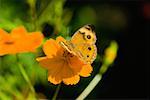 Nahaufnahme eines gemeinsamen Buckeye Schmetterlings (Junonia Coenia) eine Blume bestäubenden