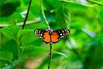 Close-up of a Tiger Longwing (Heliconius Hecale) butterfly pollinating flowers